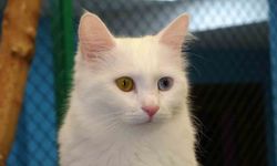 Prof. Dr. Kaya: "Kediler, Hayatımızın Ayrılmaz Bir Parçasıdır"