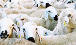 Kırsalda Bereket Küçükbaş Hayvancılığa Destek Projesi Nedir? Kimler Başvurabilir, Şartlar Neler?