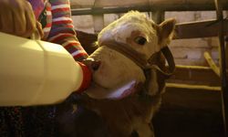 Annesi ölen buzağıyı elleriyle besleyerek hayatta tutuyorlar