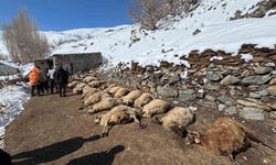 Van’da ahırda feci yangın: 67 küçükbaş hayvan telef oldu