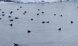 Van’daki Kaz Gölü göçmen kuşların uğrak noktası oldu