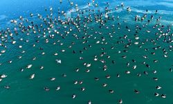 Ördeklerden görsel şölen