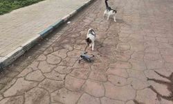 Dronu fare sanan kedilerden renkli görüntüler