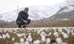 Çiğdemler yeniden yüzünü gösterdi