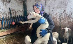 Kadın girişimci Fransız koyunlarıyla dikkat çekiyor