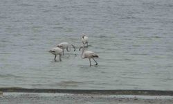 Van Gölü'nün misafirleri bu yıl Van’a erken geldi