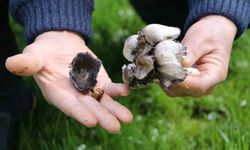 Yabani mantar tüketimine dikkat!
