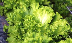 Şubat ayında markette fiyatı en fazla artan ürün marul oldu