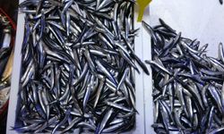 Türkiye, Hamsi İhracatından 2.7 Milyon Dolar Kazandı