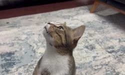 Kedinin midesinden çıkan cisim şok etti