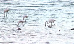 Van Gölü Havzası’nda Flamingolar yeniden görüldü