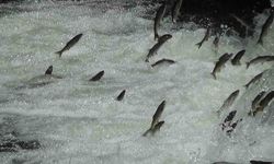 Van'ın inci kefalleri Jandarma Komutanlığı’na emanet