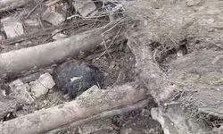 Van'da ahır çöktü: 20 küçükbaş hayvan göçük altında kaldı