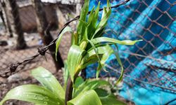 Bu çiçeği koparmanın cezası 700 bin lira