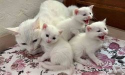 Yılın İlk Van Kedisi Yavruları Dünyaya Geldi