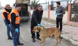 Edremit’te sahipsiz hayvanlar sahiplendiriliyor