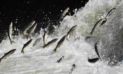 Yağışlar İnci Kefali İçin Hayati Önem Taşıyor: 2026, Verimli Bir Yıl Olacak