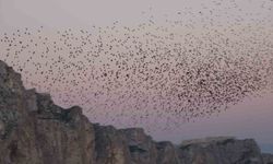 Van Kalesi'nde Sığırcık Kuşlarından Büyüleyici Gökyüzü Şovu