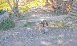 Antalya’da sahipsiz köpek saldırısı: 7 yaşındaki çocuk hastanelik oldu