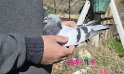 Güvercin Tutkusunu 16 Kilometre Yol Alarak Yaşatıyor