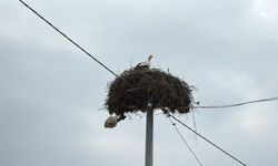 Yaren Leylek ve Adem amcaya yoğun ilgi
