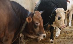 Kurbanlık alacaklar için kritik detay: Yaş