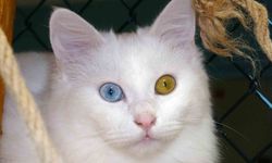 Van Kedisi: Eşsiz Göz Renkleriyle Dünyanın Dikkatini Çekiyor