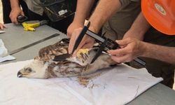 Doğanın uçan yırtıcısına elektronik takip