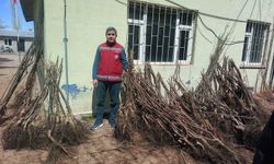 Van’da yüzde 90 hibeli 50 bin adet meyve fidanı dağıtımı yapıldı
