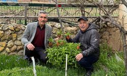 Mahallelerindeki laleleri gözleri gibi koruyorlar