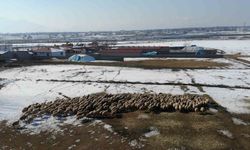 Besicilerin tatlı telaşı