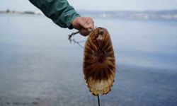 Dikkat: Denizde bu türü görürseniz sakın yaklaşmayın!