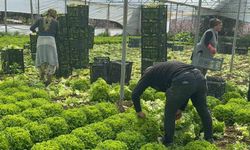 Geçen sene zararıyla ağlatan ’kıvırcık’ bu yıl güldürdü