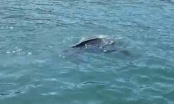 Nadir görülen deniz kaplumbağası balıkçının kamerasına yansıdı