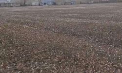 Van’da baharın müjdecisi çiğdemler açtı