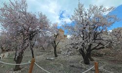 Akdamar Adası’nda bahar şöleni: Renkler adeta dans ediyor