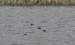 Van Gölü havzasında ‘mavi gaga’ heyecanı: Nadir türler geri döndü