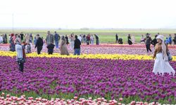 Türkiye’nin en büyük lale tarlasına yoğun ilgi