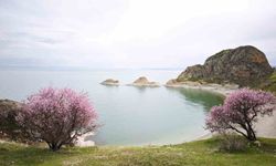 Van Gölü kıyısında badem çiçekleri görsel şölen sundu