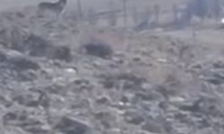 Van Özalp’te kurtlar sürüye yaklaşırken görüntülendi