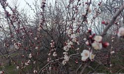 Van’da kayısı ağacı çiçek açtı