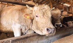 Dev boğa “Paşa”ya 500 bin lira değer biçildi