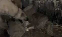 Van’da Kangal Köpekleri, Ahıra Girmeye Çalışan Kurdu Telef Etti