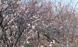 Van’da kayısı ağaçları çiçek açtı: Bahçeler beyaza büründü