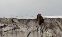 Gürpınar’da Yiyecek Arayan Ayı Kara Yoluna Çıktı