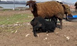 Kuzuların anneleri ile buluşması renkli anlara sahne oldu