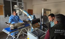 Van’da deprem sonrası enkaz altından çıkarılan kuzular tedavi edildi