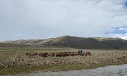 120 bin lira maaşa rağmen çoban bulunamıyor