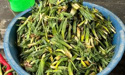 Van’ın Doğal Antibiyotiği: Çiriş Otu Tezgahlardaki Yerini Aldı