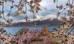 Van’da 4. Badem Çiçeği Festivali Başlıyor